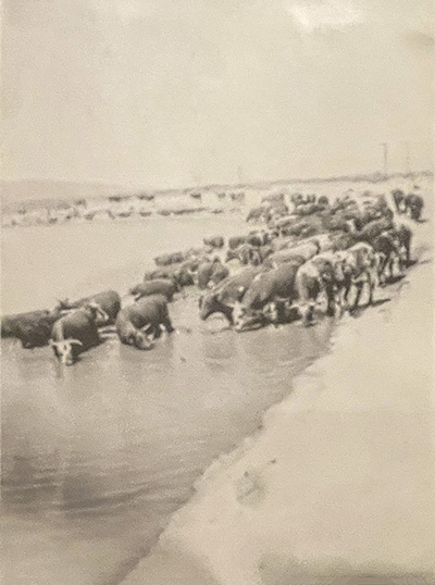 cattle crossing river